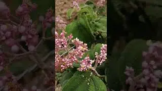 Jicote Barcino en lengua de vaca 'conostegia subcrustulata'