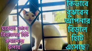 বিড়ালের হিট(Heat)কি?বিড়াল হিটে আসলে কি কি লক্ষণ দেখা যায়?সাময়িক ভাবে হিট কমানোর উপায়|Cat Heat Preiod