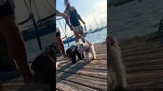 Sunday on the #sandiego #california waterfront! #dogdad #dogdadlife #schnauzer #minischnauzer #usa