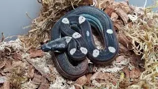 IMG Jungle Motley Het Albino Boa!