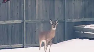 #89. Deer jumps off a 2 metre fence.