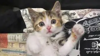 Kitten Play