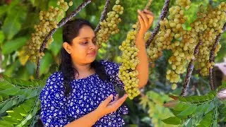 Star Gooseberry Delight! Spicy Chutney🥰 Gooseberry Twist🍹Reddish Syrup🍷and Pudding🍮#villagecooking
