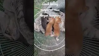anak kucing campuran anggora sama kampung