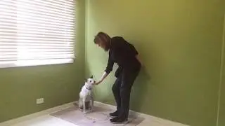 Teach Your Dog To Focus Using Watch or Look