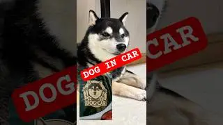 [AI] DOG IN CAR Sticker TikTok ai magic fun | Made with prompts from AI supporters #aimagicfan #S...