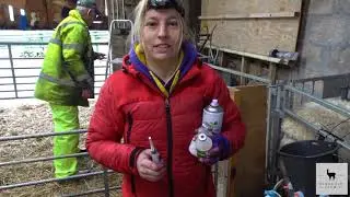 Pre-Lambing Ewe Prep and Moving Sheep - Windfold Farm - 079
