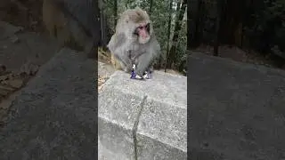 Monkey enjoying snacks #wildlife#animal#junglesafari#animallover#animation