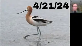 [52] New Warblers, American Avocet Chase, and a Golden Eagle at the Braddock Bay Hawk Watch, 4/21/24