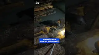 Terrified seal pup rescued from logs after men and mother seal join forces