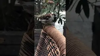 Doorstep #birds #bird #nature #enjoy #life #share #weather #wellness #goodlife #blessed #blessings