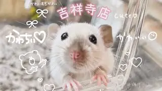 ファンシーラット！サイアミーズの女の子達です🎀　熱帯倶楽部吉祥寺店