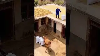 How cow help's a man shoking 🤯