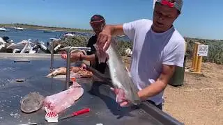 how to fillet gummy shark - happy fisherman