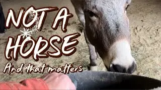 Are Donkeys Really Stubborn? Or Is It Something Else?