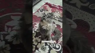 must watch 💯😻🎗️💕💞 #cat #cutecats #cat #cutecats #cutepets #kitten #cuteanimals #cute #pets #funny