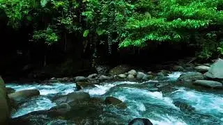 Dark Jungle River Flow &ndash; Deep Sleep Nature Sound with Rushing Water Sound