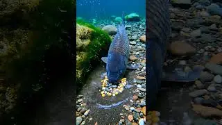 🔥 Bream ON FIRE! 🤯 Proof Rig Catches HUGE Fish INSTANTLY!