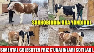 SIMENTAL GOLESHTEN FRIZ,G’UNAJINLARI SOTILADI.