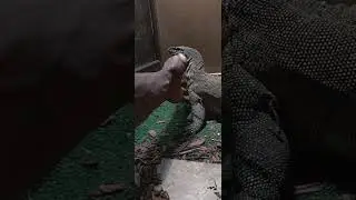 Nile monitor handling tips and tricks with kpreptiles.
