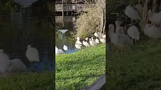Beautiful birds taking sun bath near pond