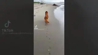 Hap hap happy dog