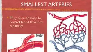 Structure of the Blood Vessels