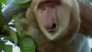 e nasce um novo meme (macaco narigudo)