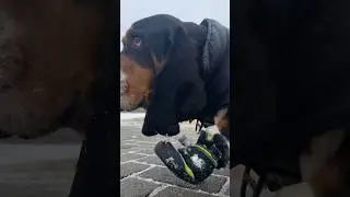 Giant puppy Leo Winston McRib sees something across the chasm, so he crosses it for a closer look