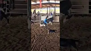 I had an amazing weekend getting on bulls at Bad Dog Rodeo Company after taking two weeks off #bull