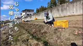 超遅いじゃがいも収穫  #畑仕事 #作業日記
