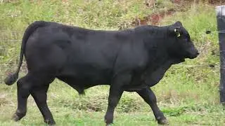 B199 FULLHD BIT40