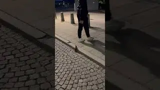 Person Guides Baby Hare Safely Off Street