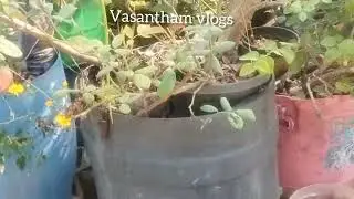 வாசனை கொண்ட நாட்டு முருங்கை |#
