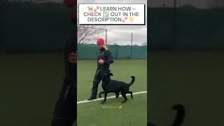 Learn How ~ Train your Dog 🐕&zwj;🦺😍🐶 #Dogtrainning #Shorts