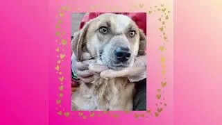 MARRY – sanfte, menschenbezogene Junghündin 🐾💖           Geboren ca. 01/2024 | ca. 46 cm | ca. 13 kg