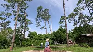 2024-05-18 Felling Long Leaf Pine GX010651