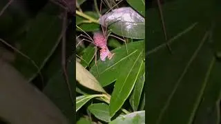The insect world is one of the