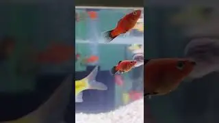 fish tank setup #aquariumfishmarket #vijay #tvk #jananayagan #thalapathyvijay #onelastdance