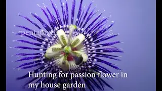 Passion flower plant 2020 a beauty of any garden(HD)