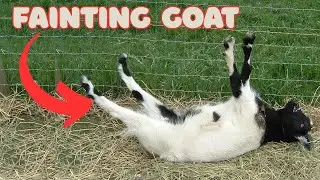Why do Goats Faint?