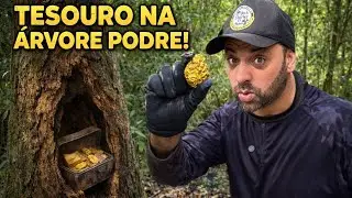 Esse homem encontrou tesouro imenso na árvore podre 