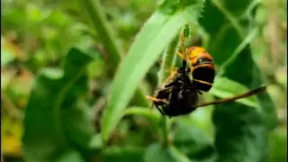 Velutina...o mia velutina, un fenomeno da arginare