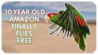 She Waited 30 Years to Fly &mdash; Red-Crowned Amazon&rsquo;s Incredible Journey!