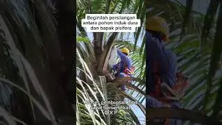Beginilah proses pembuatan bibit sawit unggul & bersertifikat #viral #fyp #bibitsawit #share #shorts