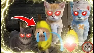 Baby Banana Cat Cry and Happy Videos