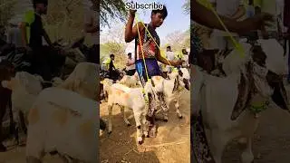 jamunapari Goat market #goatfarming #animals #goatfarm #farming #goatfarming #shorts