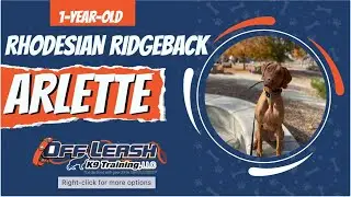1-Year-Old Rhodesian Ridgeback 