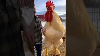 Giant Cock #chicken #shorts #animal #animals #shortsvideo