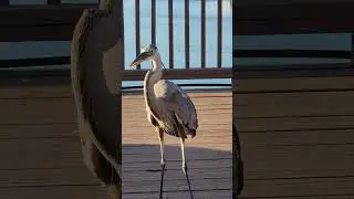 great blue Heron meets great white egret